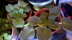 Can Anyone Please Help Me Figure Out Why My African Violets Aren&Amp;Rsquo;T Flowering?