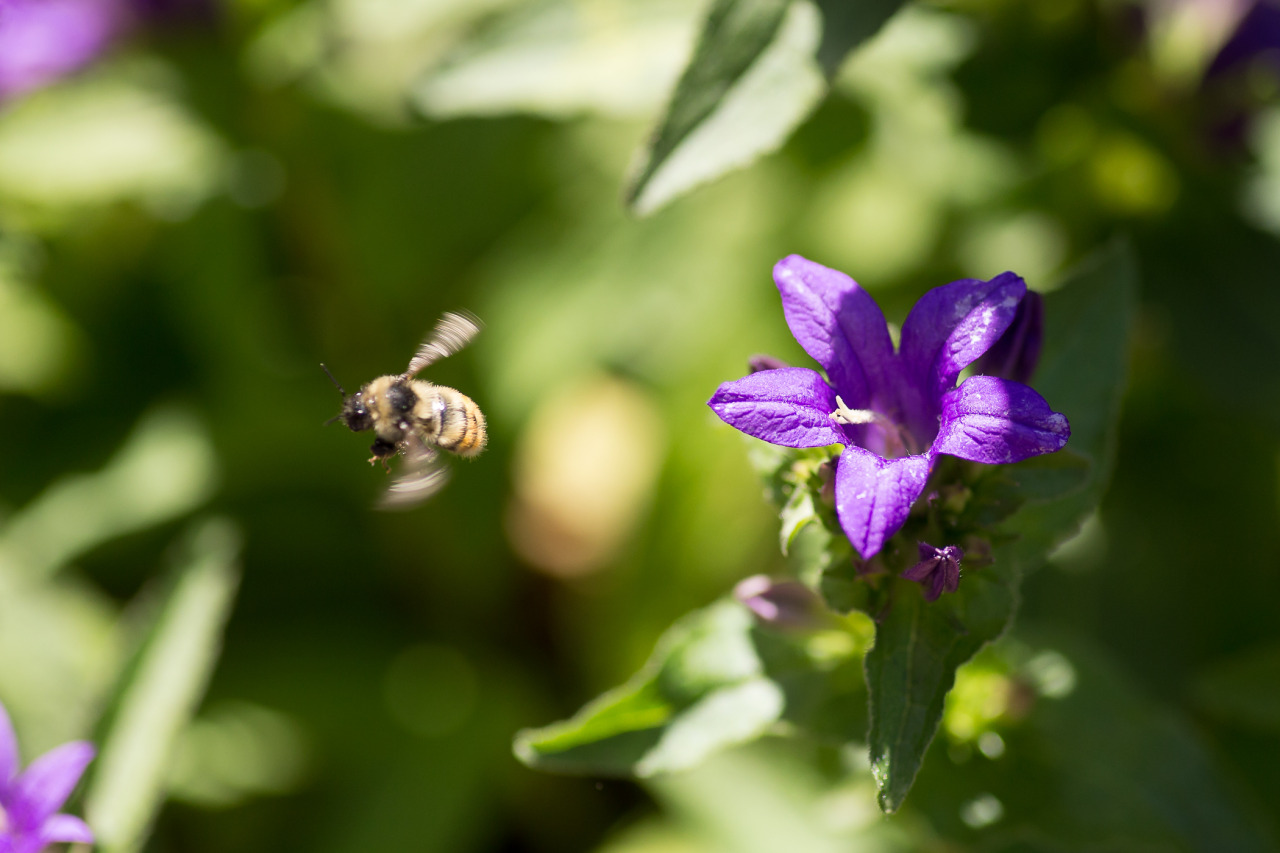 lobo-de-luna:  bee therapy 