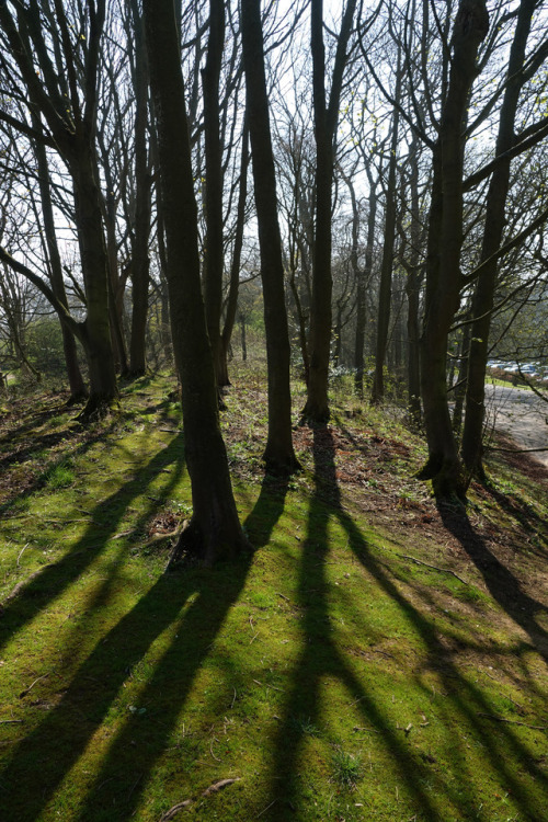 ‘Danes Dyke’ Prehistoric Earthwork, Yorkshire Coast, 9.4.17. This Bronze Age bank and di