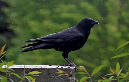 nothingbutcrows: Crow in the rain in BC Canada