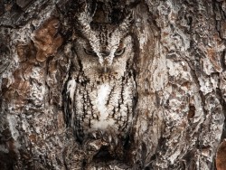 magicalnaturetour:  Masters of disguise. The Eastern Screech Owl is seen here doing what they do best. You better have a sharp eye to spot these little birds of prey. Location: Okefenokee Swamp, Georgia, USAPhoto and caption by Graham McGeorge 