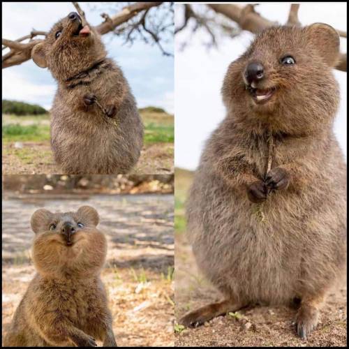everythingfox:This creature is called a Quokka