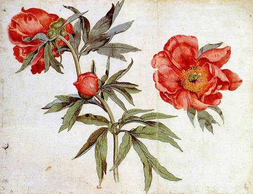 renaissance-art:
“ Martin Schongauer c. 1472
Study of Peonies
”