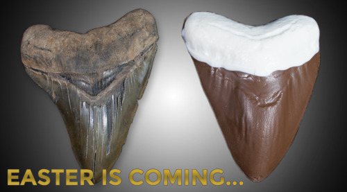 professorsparklepants: xekstrin: fossilera: Giant Chocolate Megalodon Teeth Are Back These, nearly 5