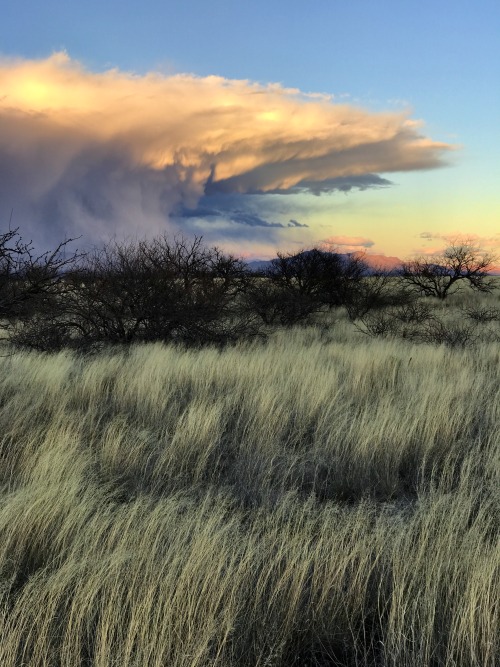 thelostcanyon:An advancing cold front, J-Six Ranch, Cochise County, Arizona.