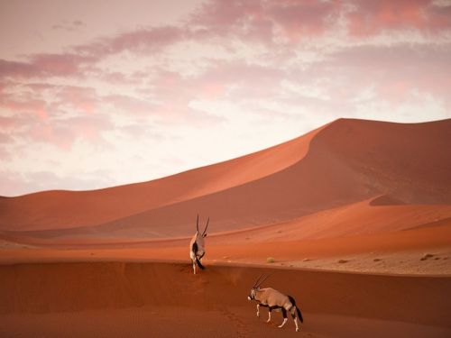 Oryx captured in Namib-Naukluft National Park in Namibia just after sunset. They are heading through