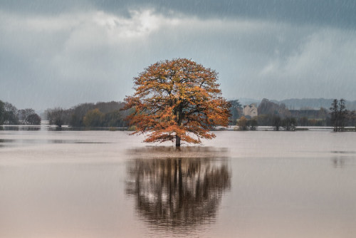 Oak of Carrington by Geoff Moore UK Having failed miserably at photographing the flooded Oak tress o