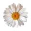 sxnsflwers