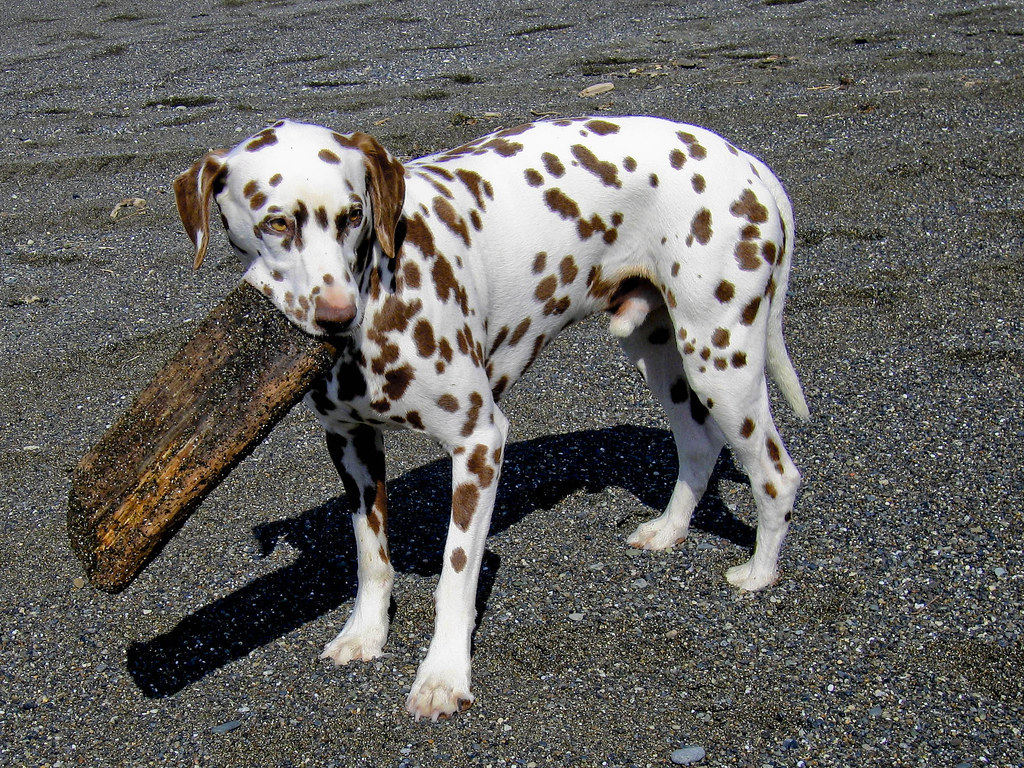 cromwell the chocolate spotted dalmatian 