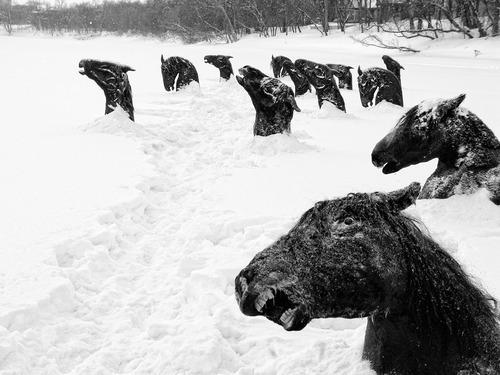 “During 1926 cold winter, all the horses from the hippodrome fled away after the stables went on fire. Their only scape-way was the river. But they all froze before managing to reach the opposite side. Their sculptural heads with terror still in their