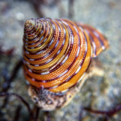 One of the most stunning tricolor topsnails I have ever seen! #calliostoma #topsnail #tricolortopsna