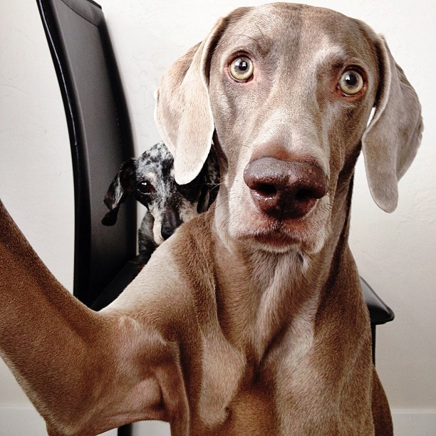 instagram:   Snapping #petselfiez with @jermzlee &amp; Norm Since the advent