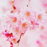 ryeou:  sakura (by 紅襪熊) 