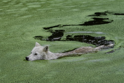 creatures-alive:Swimming wolf… by Daniel Parent