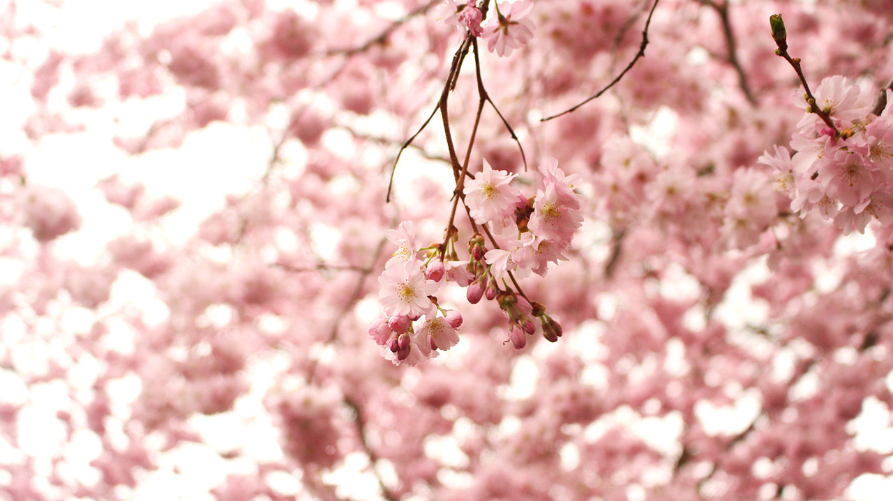 drxgonfly:  Photography Flowers (by Bruno Bosse)Photographer’s Facebook | Youtube