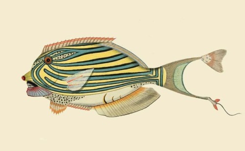 bowostudio:Infertile fishes: Allocyttus Pseudolais (collage)2017art prints &gt;