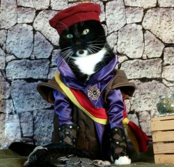 cat-cosplay: Alright Bards, impress us. Best