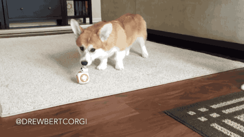 gifsboom:  Drewbert the corgi vs. BB-8. [video] [Drewbert Corgi] 