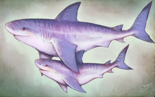 spiritual-soul-garden:PROTECT SHARKS | ART BY astral-requin.deviantart