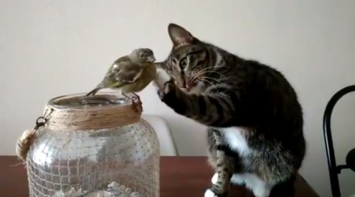 perdizzion:  todorokitty just wants to be friends with midoribirb (based on this video)