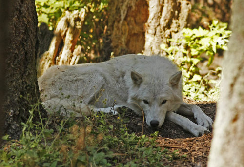 lonestray:  By Dennis Saltmarsh 