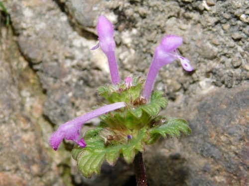 naturetakarazuka: Flowers in Sakasegawa (2)On 3 March I went to the Sakasegawa, a small river runnin