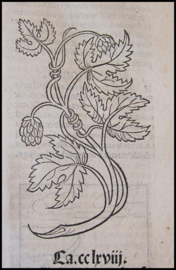 Xylographilia:  Hops Illustration From The De Hortus Sanitatis (1491) 