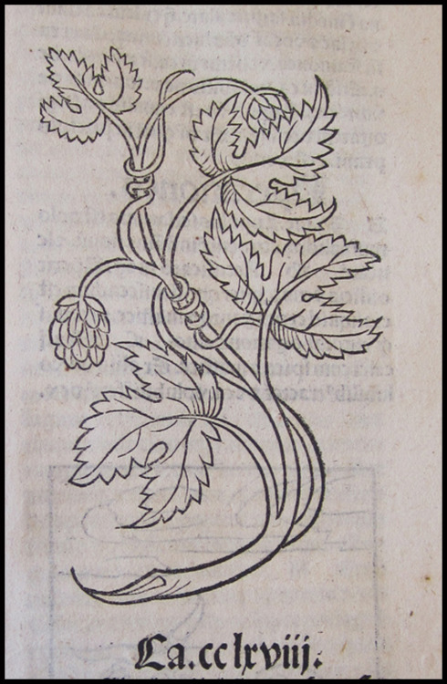 xylographilia:  Hops illustration from the De Hortus Sanitatis (1491) 