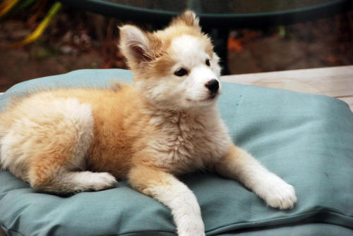  Golden Retriever / Siberian Husky mix   toasted marshmallow puppy!