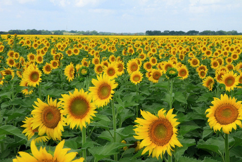 floralls: Sunflowers Ellis Co. TX  by  Ken Slade