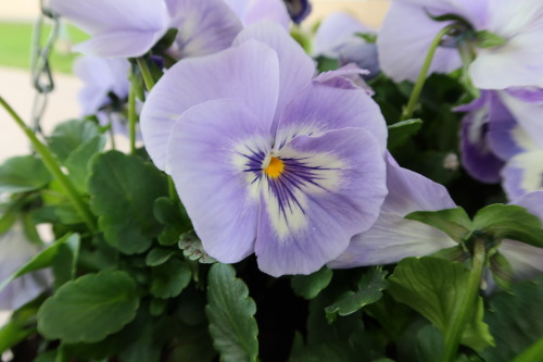 Viola × wittrockiana — garden pansy