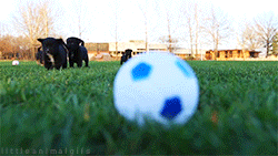 littleanimalgifs:  Puppy football [x] 