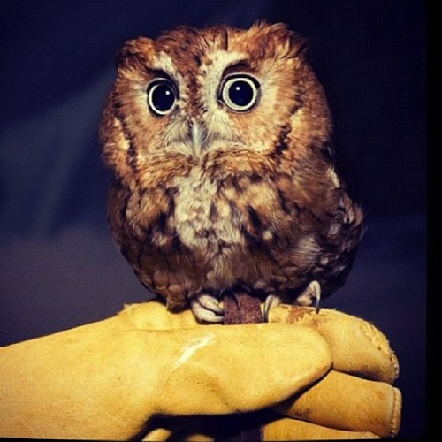 elizawilczka:  First owl is a a fake doll and the rest are adults