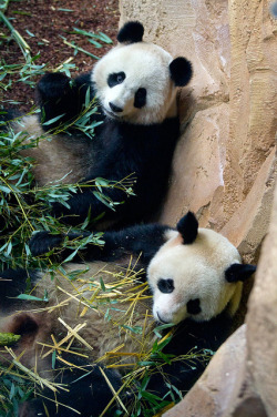 10bullets:  Huan Huan et Yuan Zi les pandas géants du zoo de Beauval by Aurélien CHARRON on Flickr. 