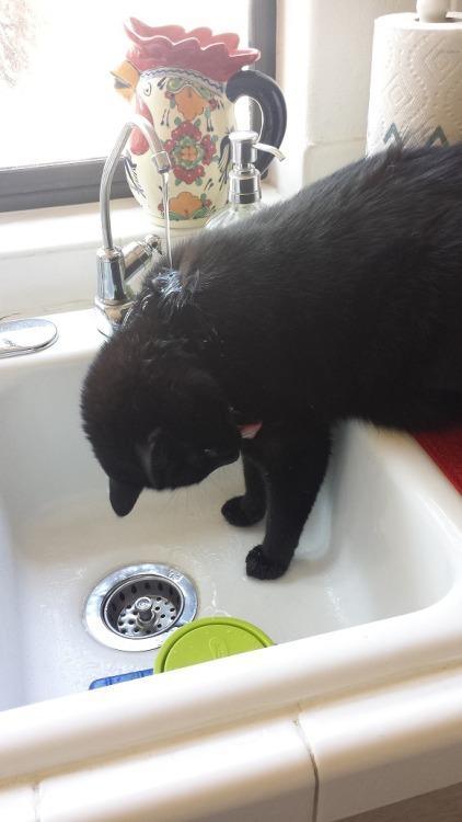 awwww-cute:This is how my cat drinks water (Source: http://ift.tt/1J3mjOs)
