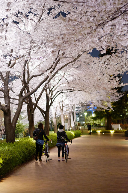 toshibu:  Sakura with bicycle | HAMACHI!