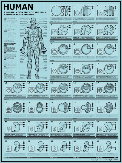 tabletopwhale:This week’s collaboration with Nerdcore Medical is an infographic on embryology.