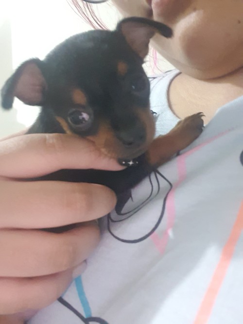 Me, 2 Years Ago In Colombia: I Don't Understand Why People Spend So Much Money To Bring A Dog To Another