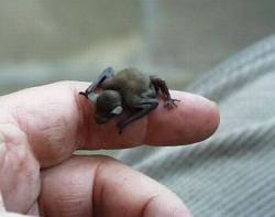 bestianatura:  The  Bumblebee Bat lives throughout