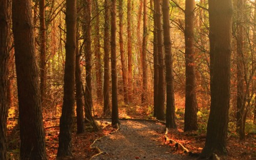 superbnature:  Enchanted Forest by Jungleland http://ift.tt/1yvA9Dn 