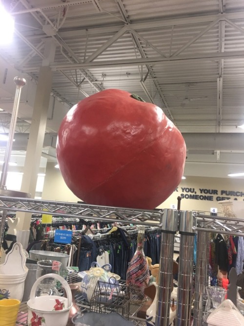 shiftythrifting:A tomato the size of a beach ballthink about how many fruit flies you could get by l