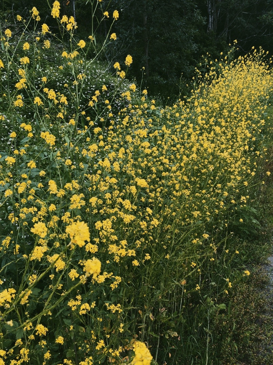 paintykid:  I got lost today but at least I got to take these pictures 