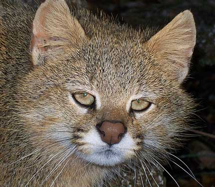 Some Lesser Known Small Cat Species