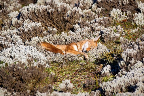 wolveswolves:Ethiopian wolf (Canis simensis) by Will Burrard-Lucas