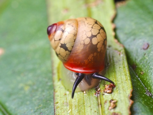 A Contender For The Most Beautiful Snail Ive Met: This Exquisite Helicina From Costa Rica, Which Was