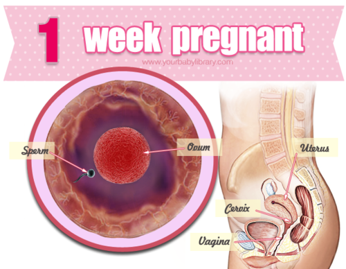 You are 1 week pregnant beginning at the very start of the menstrual cycle. During your period when 