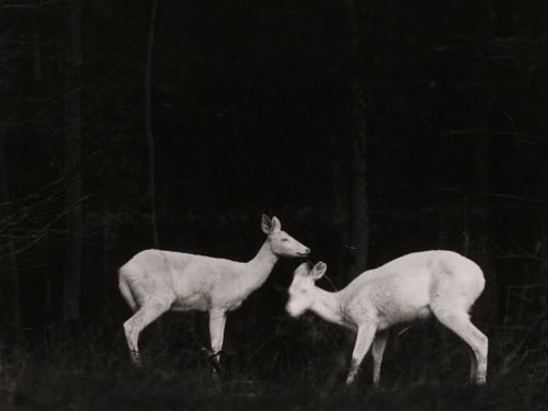 agreytheory: Deer, Michigan by George Shiras