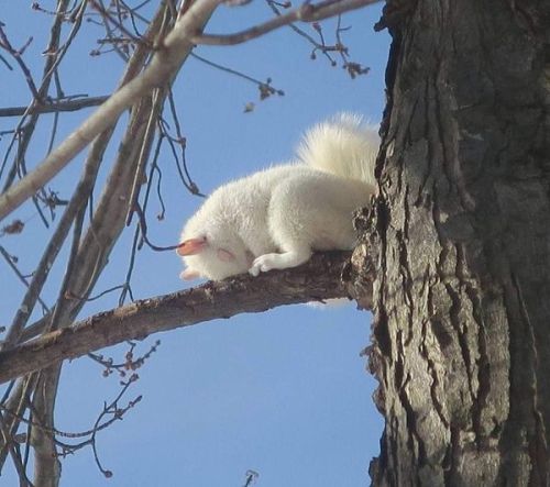 Albino Squirrel Sleeping