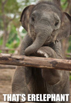 realanimaltalk:  At birth, elephants already