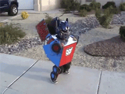 renamok:  thesochillnetwork:  Autobots, roll out!  this is adorable as hell 